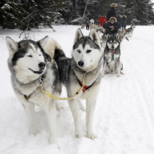 Husky Safari for Four | Kuusamo